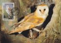 Barn Owl (Tyto alba)