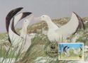 Wandering Albatross (Diomedea exulans)