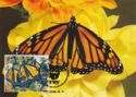 Monarch Butterfly (Danaus plexippus)