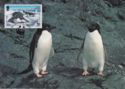 Adelie Penguin (Pygoscelis adeliae)