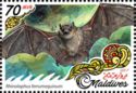 Greater Horseshoe Bat (Rhinolophus ferrumequinum)