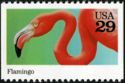 American Flamingo (Phoenicopterus ruber)