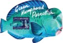 WWF - Green Humphead Parrotfish (Bolbometopon muricatum)