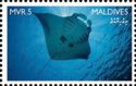 Manta Ray (Mobula sp.)