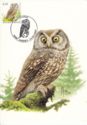 Boreal Owl (Aegolius funereus)