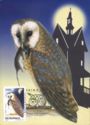 Western Barn Owl (Tyto alba)