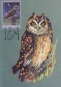 Short-eared Owl (Asio flammeus)