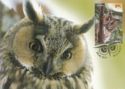 Long-eared Owl (Asio otus)