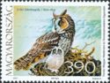 Long-eared Owl (Asio otus)
