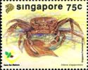 Singapore Freshwater Crab (Johora singaporensis) 