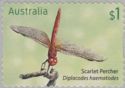 Scarlet Percher (Diplacodes haematodes)