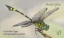 Australian Tiger (Ictinogomphus australis)