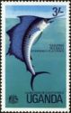 Indo-pacific Sailfish (Istiophorus platypterus)