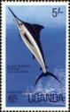 Black Marlin (Makaira indica)