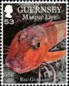 Red Gurnard (Chelidonichthys lucernus)