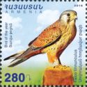 Common Kestrel (Falco tinnunculus)