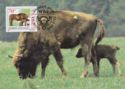 European Bison (Bison bonasus)