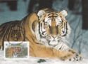 Sibirian Tiger (Panthera tigris altaica)