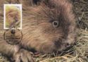 European Beaver (Castor fiber)