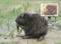 European Beaver (Castor fiber)
