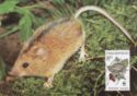 Northern Birch Mouse (Sicista betulina)
