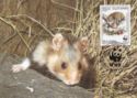 European Hamster (Cricetus cricetus)
