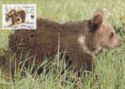 Marsican Brown Bear (Ursus arctos marsicanus)