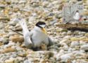 Little Tern (Sterna albifrons)