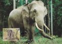 Ceylon Elephant (Elephas maximus ceylonensis)
