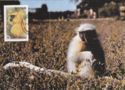 Golden Langur (Trachypithecus geei)