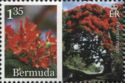 Delonix regia