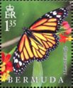 Monarch Butterfly (Danaus plexippus)