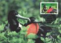 Magnificent Frigatebird (Fregata magnificens)