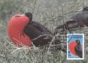 Magnificent Frigatebird (Fregata magnificens)