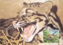 Clouded Leopard (Neofelis nebulosa)