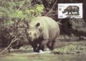 Javan Rhinoceros (Rhinoseros sondaicus)