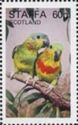Salvadori's Fig-parrot   (Psittaculirostris salvadorii)