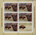 European Bison (Bison bonasus) MS