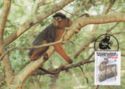 Western Red Colobus (Procolobus badius)
