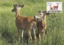 White-tailed Deer (Odocoileus virginianus)