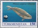 Caspian Seal (Phoca caspica), Swimming