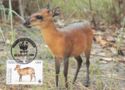 Red-flanked Duiker (Cephalophe rufilatus)