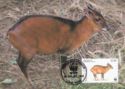 Bay Duiker (Cephalophus dorsalis)