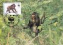 Mandrill (Mandrillus sphinx)