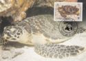 Hawksbill Turtle (Eretmochelys imbricata)
