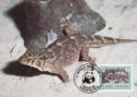 Giant Cape Verde Gecko (Tarentola gigas brancoensis)