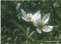 Crocus hartmannianus