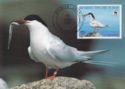 Roseate Tern (Sterna dougallii)