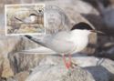 Roseate Tern (Sterna dougallii)