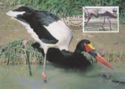 Saddle-billed Stork (Ephippiorhynchus senegalensis)